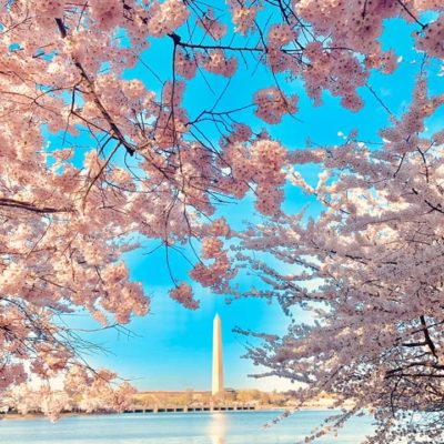 Family Friendly Guide to Seeing the Cherry Blossoms in DC