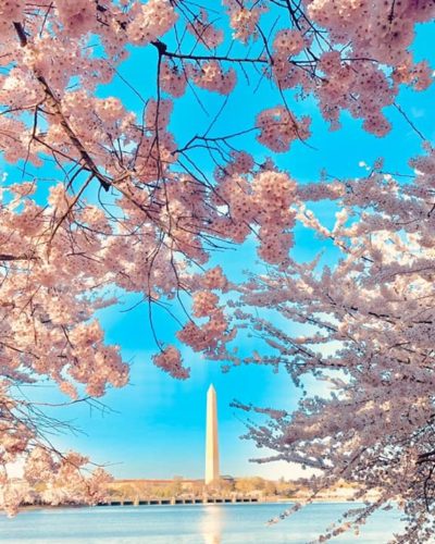 Ultimate 2026 Cherry Blossom Guide in DC