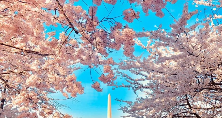 Ultimate 2026 Cherry Blossom Guide in DC