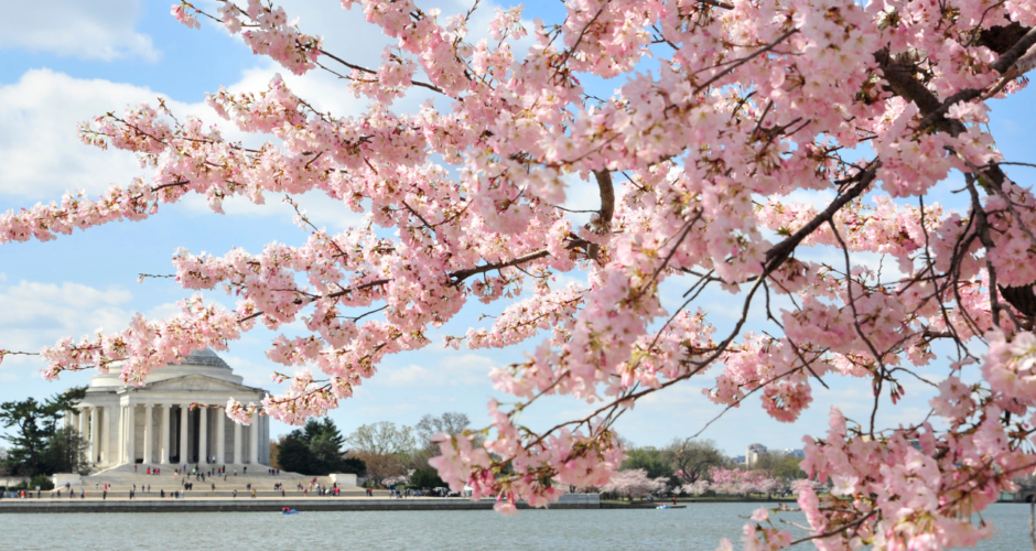 Family Friendly Guide to Seeing the Cherry Blossoms in DC