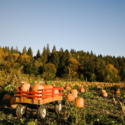 10 Must-Do Fall Activities in Northern Virginia (2025 Edition)