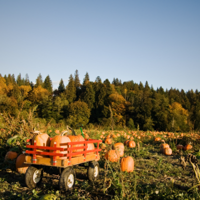 10 Must-Do Fall Activities in Northern Virginia (2025 Edition)