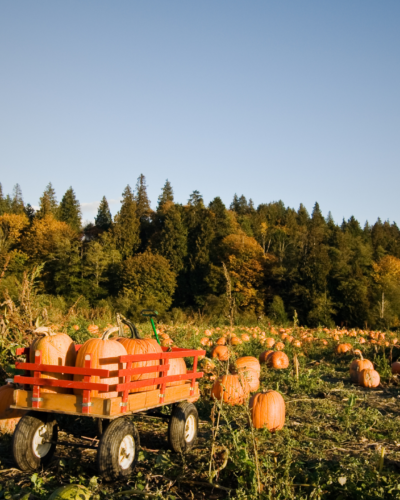 10 Must-Do Fall Activities in Northern Virginia (2025 Edition)