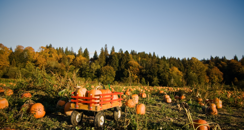 10 Must-Do Fall Activities in Northern Virginia (2025 Edition)